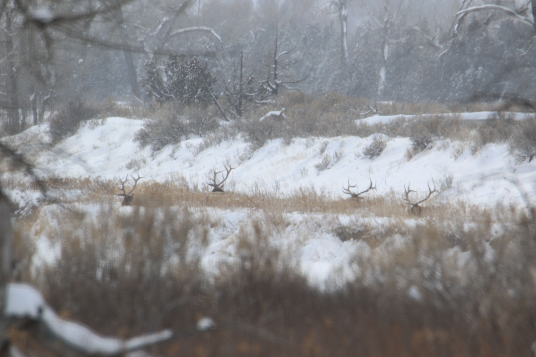 Along the Little Missouri River